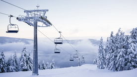 雪后树木森林图片