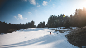 雪后树木森林图片