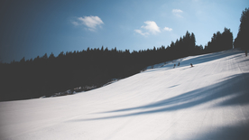 雪后树木森林图片
