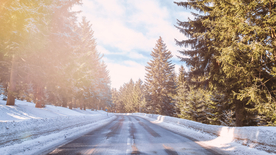 雪后树木森林图片