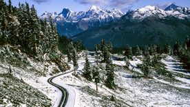 雪后树木森林图片