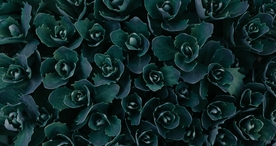 特色图案背景图片