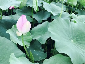 一支荷花 池塘实拍