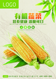 有机蔬菜玉米海报