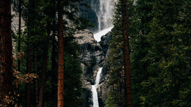 红杉红木林图片