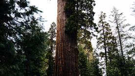 红杉红木林图片