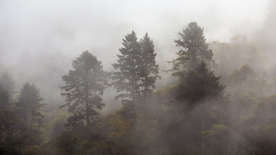 红杉红木林图片