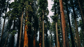 红杉红木林图片