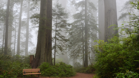 红杉红木林图片