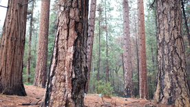 红杉红木林图片