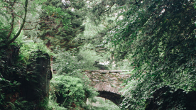 红杉红木林图片