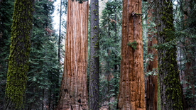 红杉红木林图片