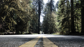 红杉红木林图片