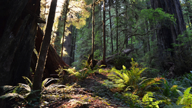 红杉红木林图片