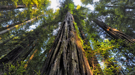 红杉红木林图片