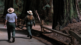 红杉红木林图片