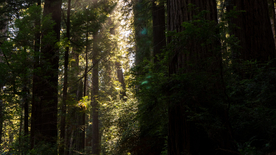 红杉红木林图片