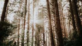 红杉红木林图片