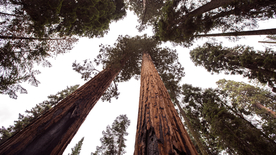 红杉红木林图片