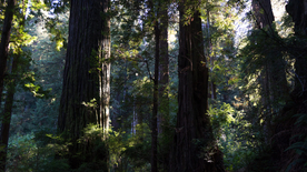 红杉红木林图片