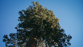 红杉红木林图片