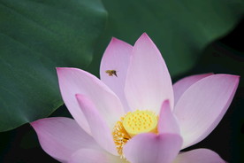 荷花与蜜蜂