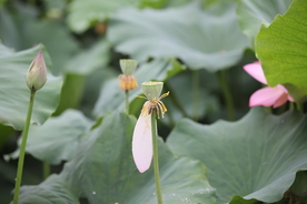 荷花莲蓬花瓣