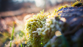 苔藓青苔图片