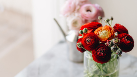 花毛茛盛开图片