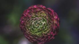 花毛茛盛开图片