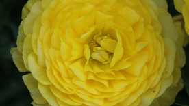 花毛茛盛开图片