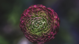 花毛茛盛开图片