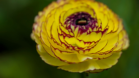 花毛茛盛开图片