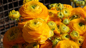 花毛茛盛开图片