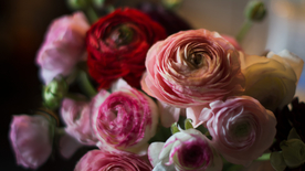 花毛茛盛开图片