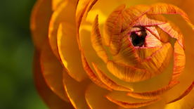 花毛茛盛开图片