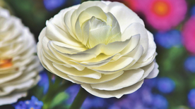 花毛茛盛开图片