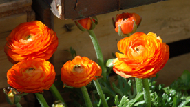 花毛茛盛开图片