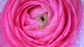 花毛茛盛开图片