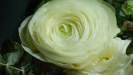 花毛茛盛开图片