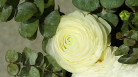 花毛茛盛开图片