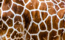 长颈鹿底纹背景