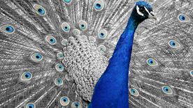 孔雀空山鸟语图片