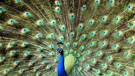 孔雀空山鸟语图片