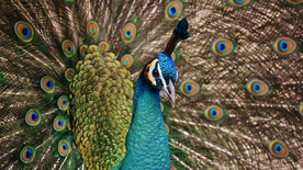 孔雀空山鸟语图片