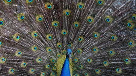 孔雀空山鸟语图片