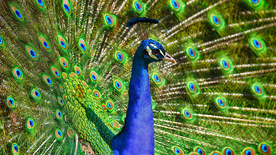 孔雀空山鸟语图片