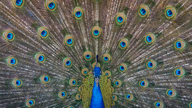 孔雀空山鸟语图片