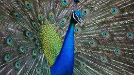 孔雀空山鸟语图片