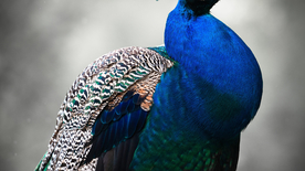 孔雀空山鸟语图片